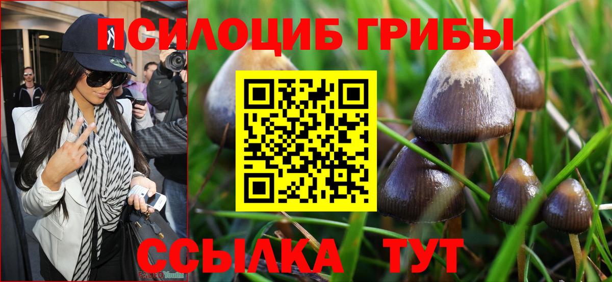 Богданович  Галлюциногенные грибы Psilocybine cubensis  Вход с VPN 